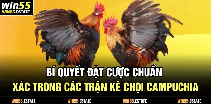 Bí quyết đặt cược chuẩn xác trong các trận kê chọi Campuchia