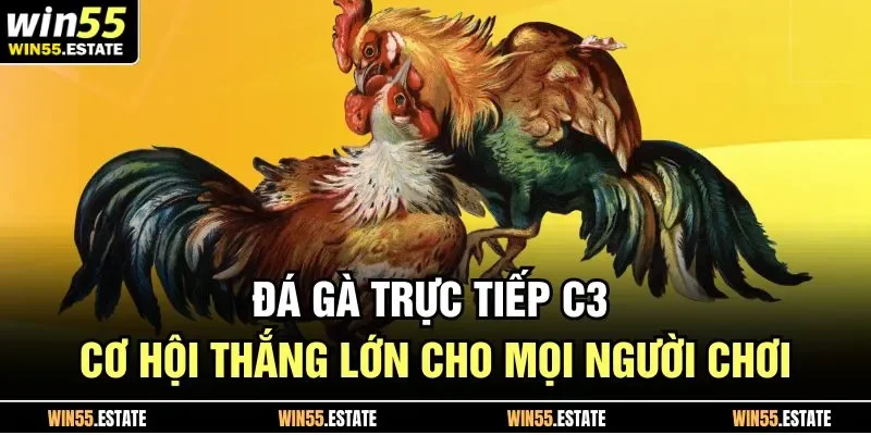 Đá gà trực tiếp C3 mở ra một sân chơi