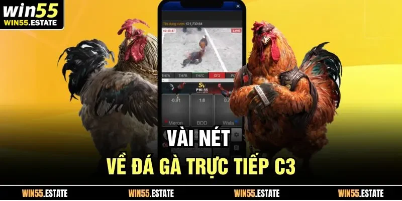 Vài nét về đá gà trực tiếp C3