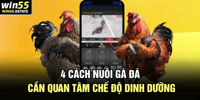 4 cách nuôi gà đá cần quan tâm chế độ dinh dưỡng