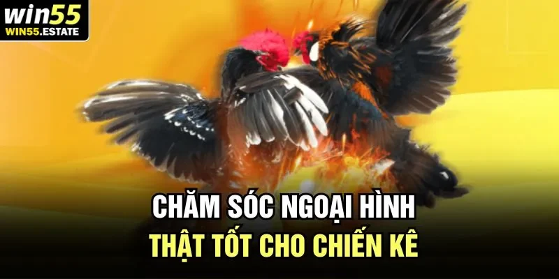 Chăm sóc ngoại hình thật tốt cho chiến kê