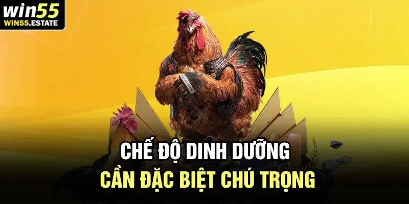 Đá Gà Chọi - Trải Nghiệm Các Trận Đấu Hoành Tráng Bậc Nhất 3 Chế độ dinh dưỡng cần đặc biệt chú trọng