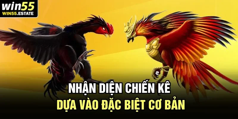Đá Gà Chọi - Trải Nghiệm Các Trận Đấu Hoành Tráng Bậc Nhất 2 Nhận diện chiến kê dựa vào đặc biệt cơ bản